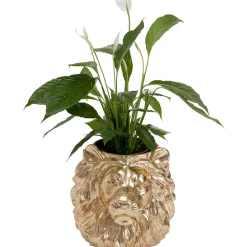 KARE Design Cachepot Décoratif Lion Dore