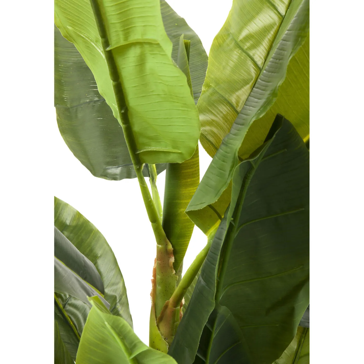 KARE Design Plante Décorative Banana Tree 180Cm