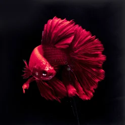 KARE Design Tableau En Verre Fire Fish 100X100Cm