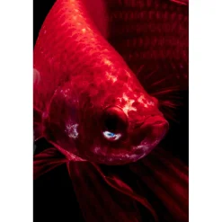 KARE Design Tableau En Verre Fire Fish 100X100Cm