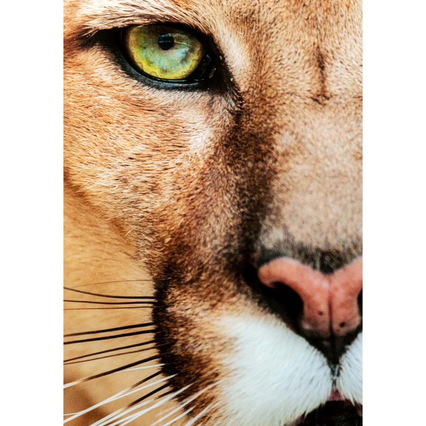 KARE Design Tableau En Verre Lioness 150X100Cm