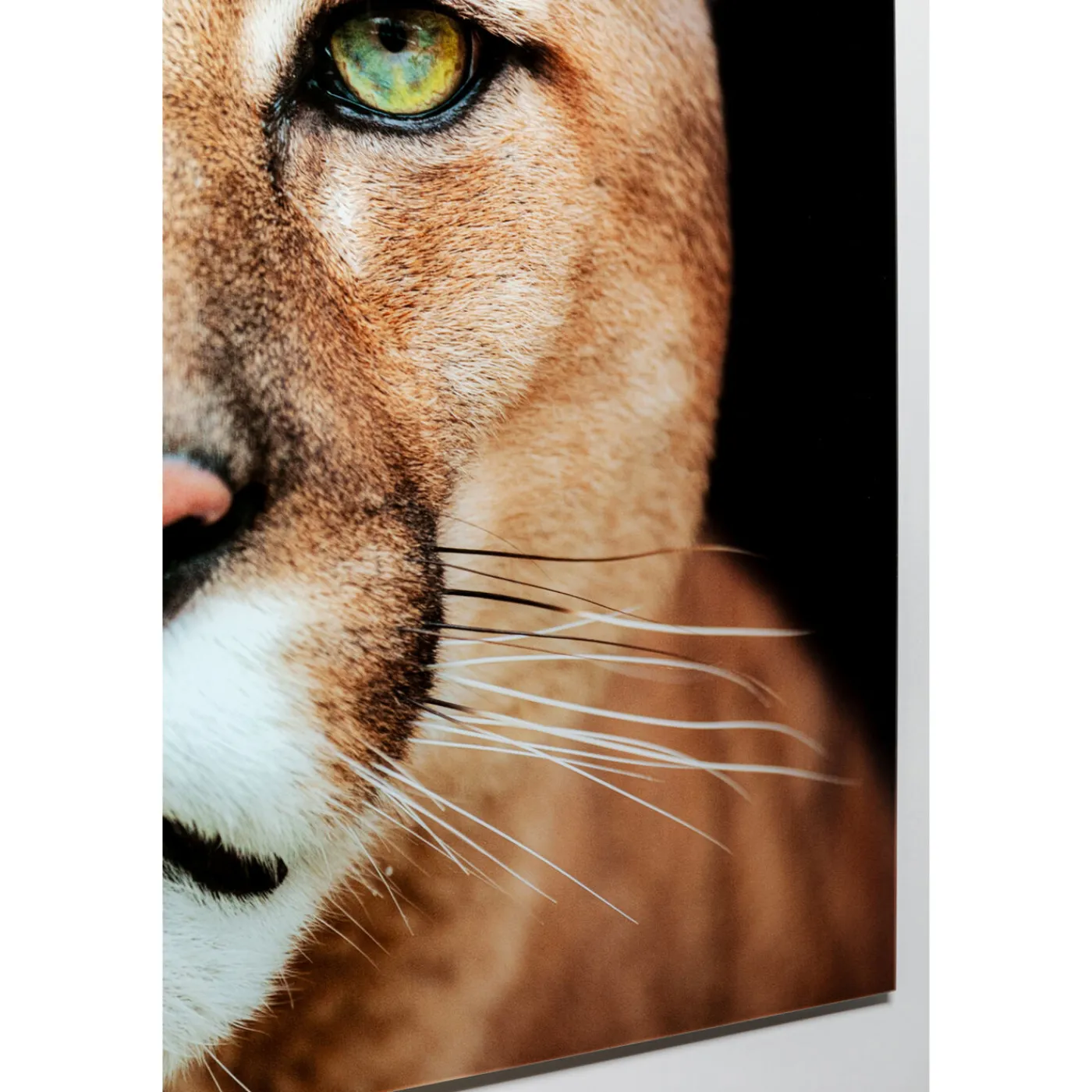 KARE Design Tableau En Verre Lioness 150X100Cm