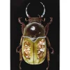 KARE Design Tableau En Verre Shiney Dung Beetle 80X120Cm