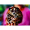 KARE Design Tableau En Verre Slow Loris 80X120