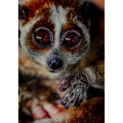 KARE Design Tableau En Verre Slow Loris 80X120