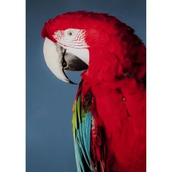KARE Design Tableau En Verre Twin Parrot 80X120Cm