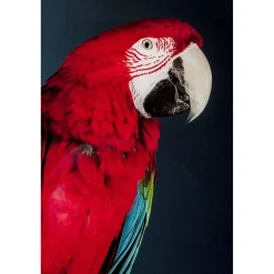 KARE Design Tableau En Verre Twin Parrot 80X120Cm